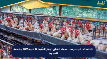 «انخفاض قياسي».. أسعار الفراخ اليوم الاثنين 12 مايو 2025 ببورصة الدواجن